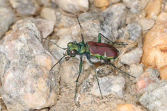Cicindela splendida