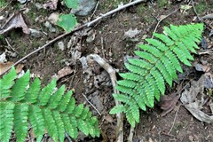Polystichum braunii