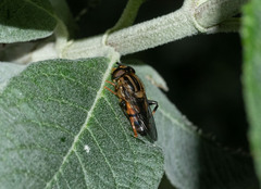 Helophilus antipodus