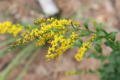 Solidago ulmifolia