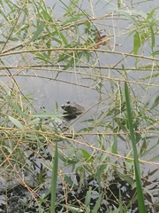 Lithobates catesbeianus
