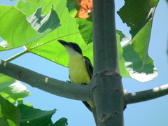 Megarynchus pitangua pitangua