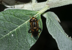 Helophilus antipodus