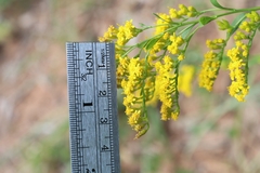 Solidago ulmifolia