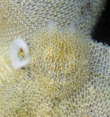 Corambe pacifica
