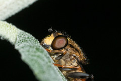 Helophilus antipodus