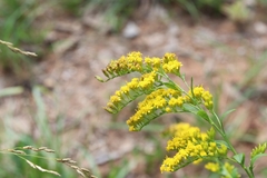 Solidago ulmifolia