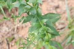 Solidago ulmifolia