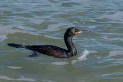 Cape Cormorant photo 5