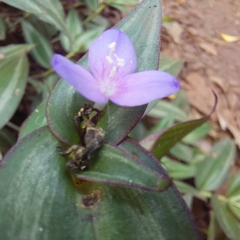 Tradescantia zebrina