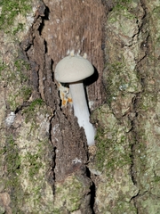 Entoloma abortivum
