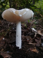 Phalloideae