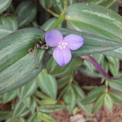Tradescantia zebrina