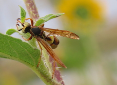 Polistes aurifer