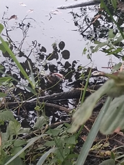 Lithobates catesbeianus