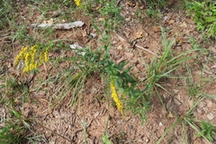 Solidago ulmifolia