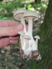 Entoloma abortivum