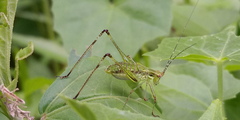 Phaneroptera