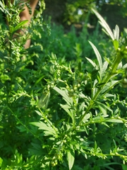 Artemisia indica