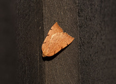 Sestra humeraria
