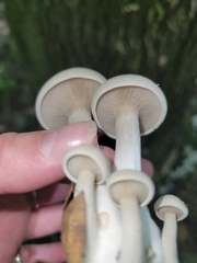 Entoloma abortivum