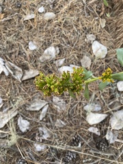 Solidago spathulata