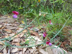 Lathyrus clymenum