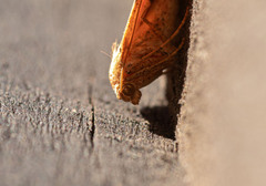 Sestra humeraria