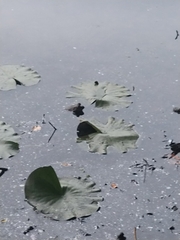 Lithobates catesbeianus