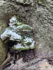 Rigidoporus
