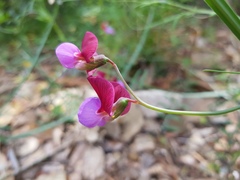 Lathyrus clymenum