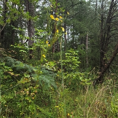 Silphium terebinthinaceum