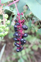 Phytolacca americana