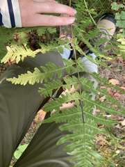 Pteridium aquilinum latiusculum