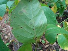 Cameraria guttifinitella