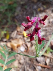 Vicia benghalensis
