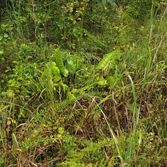 Silphium terebinthinaceum