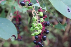 Phytolacca americana