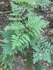 Pteridium aquilinum latiusculum