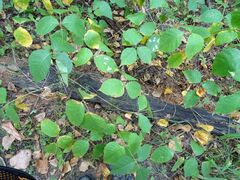 Cameraria guttifinitella