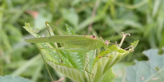 Phaneroptera
