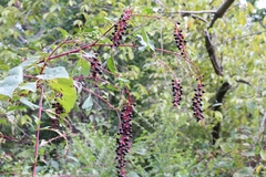 Phytolacca americana