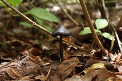 Hygrocybe conica