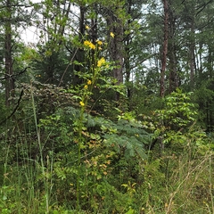 Silphium terebinthinaceum