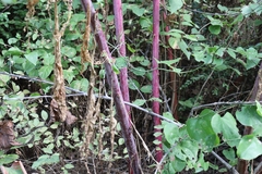 Phytolacca americana