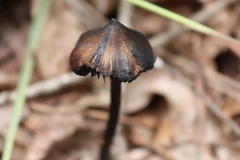 Hygrocybe conica