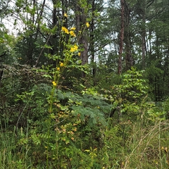 Silphium terebinthinaceum