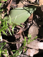 Lampropholis