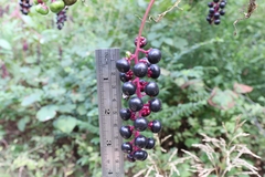 Phytolacca americana