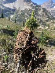 Herpotrichia juniperi